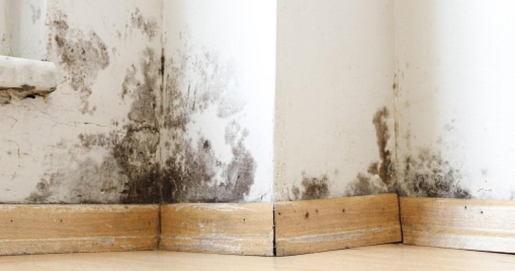 The hidden mould hotspots in your home — and how to get rid of them