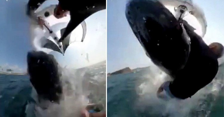 Terrifying moment surfer is flattened by humpback whale