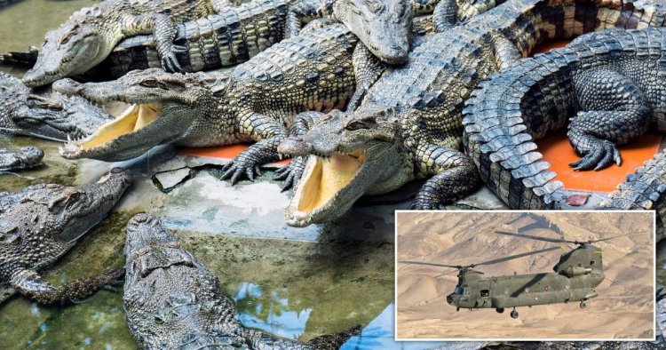 Massive orgy involving 3,000 crocodiles sparked by low-flying helicopter