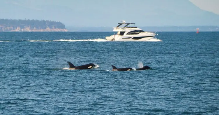 Killer whales sink yet another yacht after 45-minute attack
