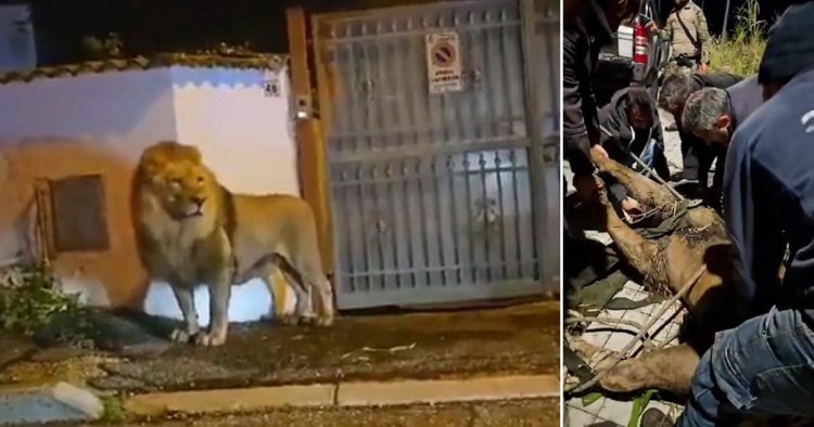 Escaped circus lion captured after seven-hour hunt through streets of Rome
