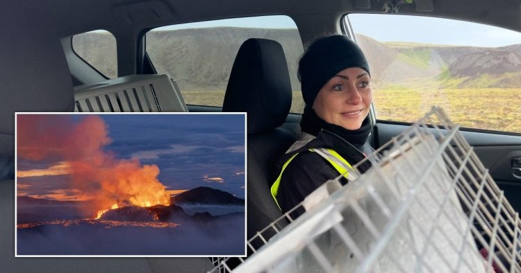Pet owners forced to abandon animals amid expected volcanic eruption in Iceland
