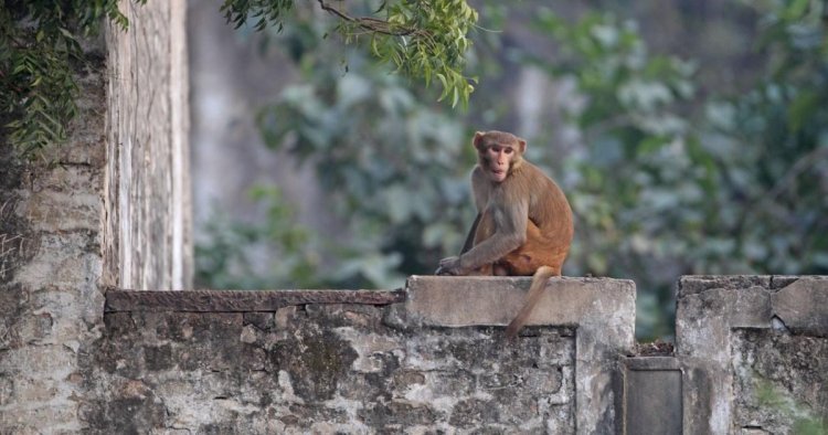 Boy, 10, ‘killed by vicious monkey which ripped out his intestines’
