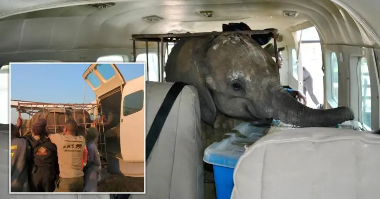 Incredible moment baby elephant airlifted on a plane after being abandoned by mum