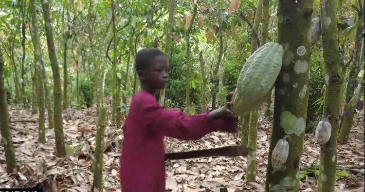 Chocolate giant Mars ‘using cocoa harvested by children as young as five’