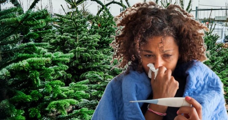 Are you allergic to your Christmas tree? These are the telltale signs