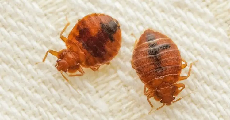 Bedbug hoax: Tourists anxiously check for uninvited guests but find only pranksters