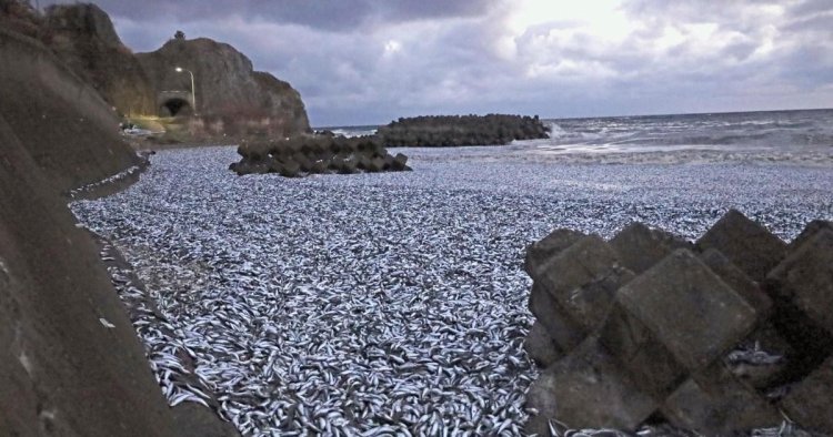 Thousands of tonnes of dead fish wash up on beach and nobody knows why