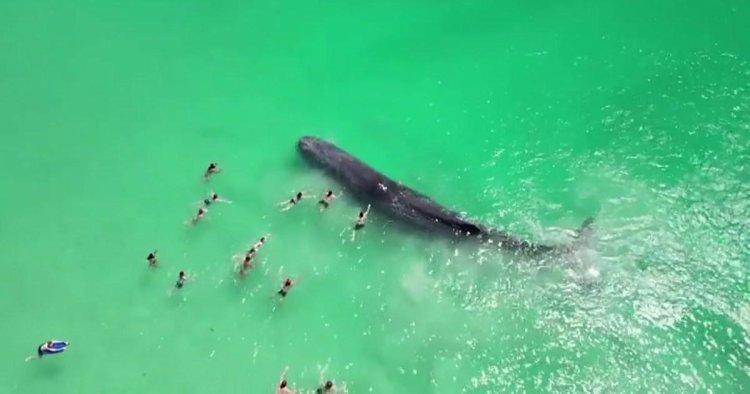 Group of swimmers poke and prod whale after it got beached in shallow water