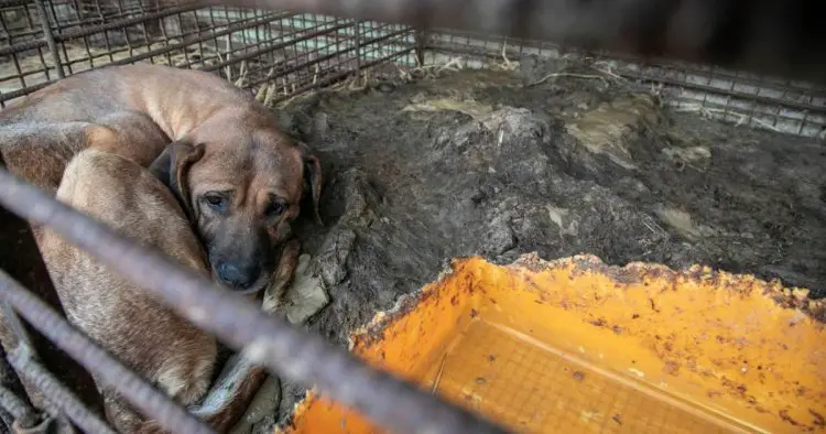 ‘I was a dog meat farmer and used to be proud of my job’