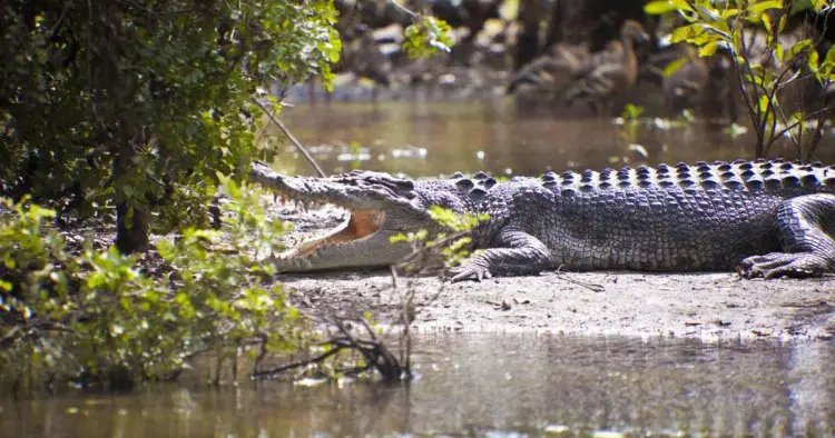 Boy, 9, fighting for his life after being attacked by a crocodile