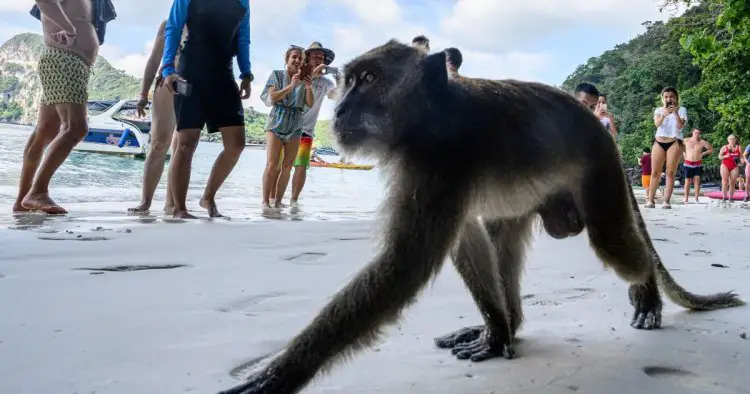 Monkeys turn on tourists and suddenly start attacking them at beach