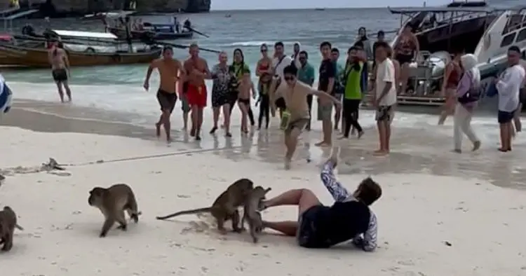 Monkeys have had just about enough of tourists so start attacking them on beach