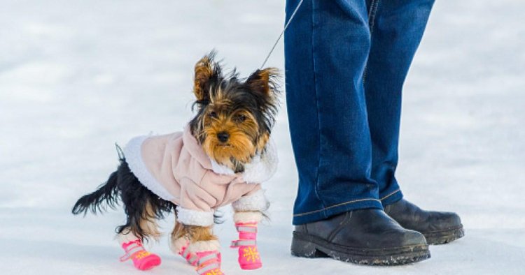 Vet issues warning on putting boots on dogs in cold weather