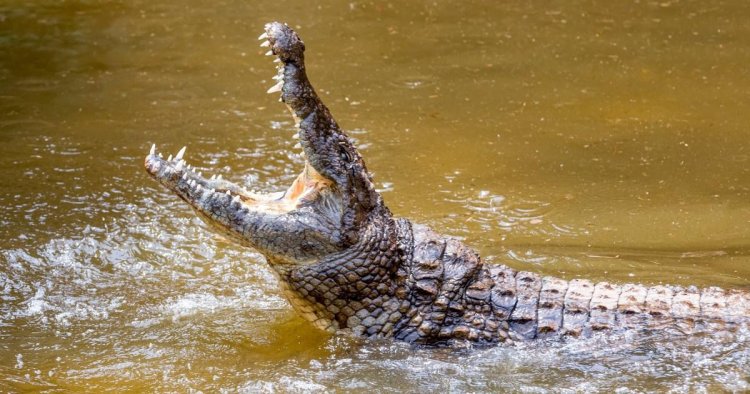 Man ‘torn apart by crocodiles’ and drowns while being baptised in river