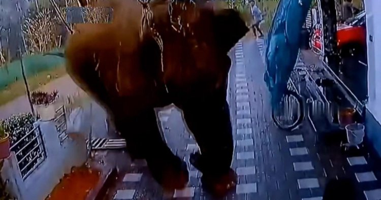 Elephant tramples owner to death after charging into house