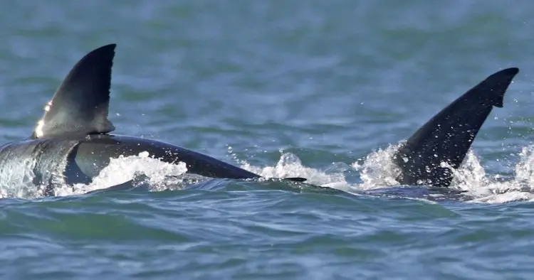 Lone killer whale eats great white shark in ‘astonishing’ attack