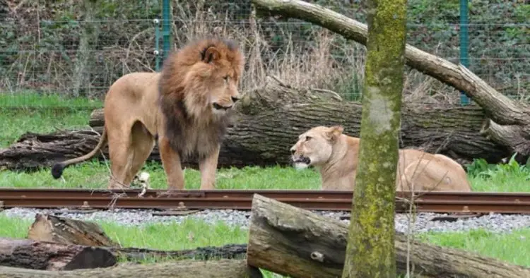 Zoo staff horrified as lion rips out neck of lioness he was meant to mate with