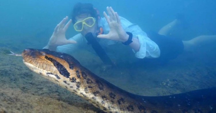 ‘World’s largest anaconda’ that went viral shot dead by hunters in Brazil