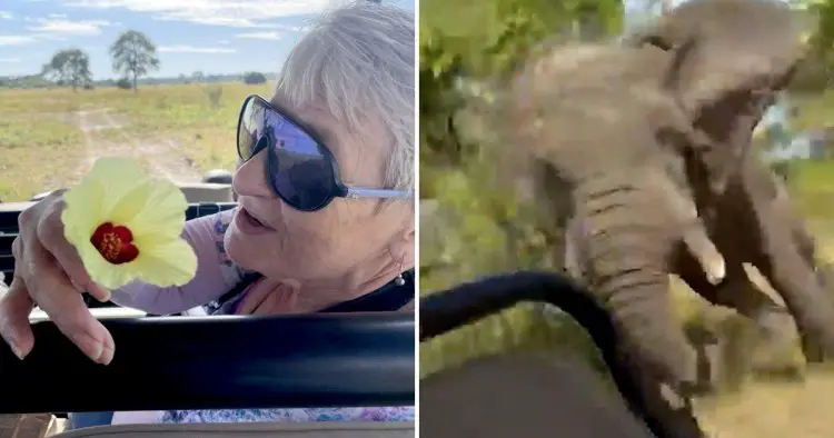 American tourist pictured smiling before elephant flipped safari truck killing her