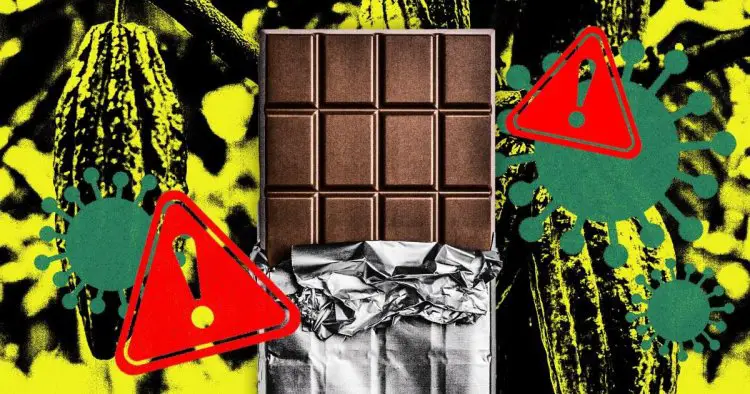 Could a ‘devastating’ virus steal the world’s chocolate forever?